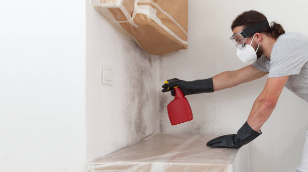 Basement Mold Remediation treatment on basement walls in Garrett