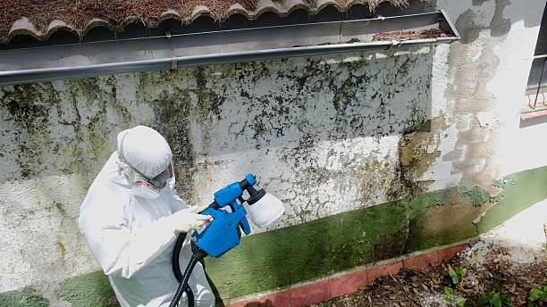Mold Remediation service in Garrett, Garrett, TX